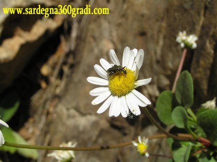 Bellium crassifolium / Pratolina delle scogliere